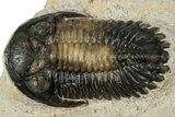Detailed Hollardops Trilobite Fossil - Multi-Toned Preservation #351259-2